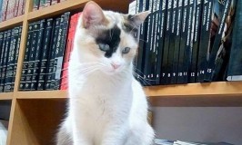 Clínica Veterinaria del Bosque