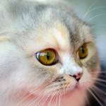 Datos interesantes sobre los ojos de los gatos