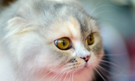Datos interesantes sobre los ojos de los gatos