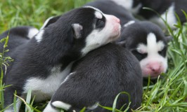 Desparasitación en perros