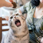 ¿Se le pueden enseñar trucos a un gato?