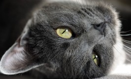 El arenero del gato