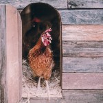 Lo que no sabías de las gallinas, los gallos y los pollitos