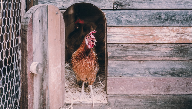 Lo que no sabías de las gallinas, los gallos y los pollitos