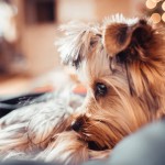 5 películas de perros que puedes ver en tu casa