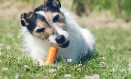Qué premios le puedes dar a tu perro
