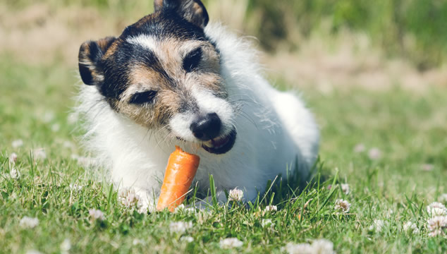 perro-come-zanahoria