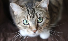 Lo que necesitas para el arenero de tu gato