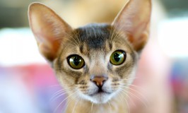 ¿Por qué se le dilatan las pupilas a mi gato?