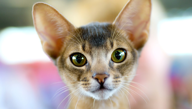 Gato con pupilas dilatadas
