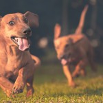 La importancia del ejercicio en los perros