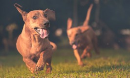 La importancia del ejercicio en los perros