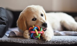 Consejos de higiene para gente que tiene mascotas