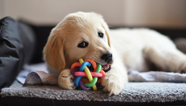 Perro con juguete