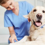 Esterilización en perros