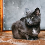 Datos sobre el gato doméstico