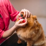 El cuidado dental de tu perro