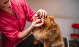 El cuidado dental de tu perro
