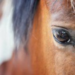 Peyo, el caballo terapéutico