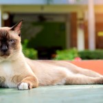 Los gatos y las pulgas