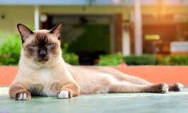 Los gatos y las pulgas