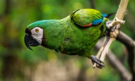 ¿Qué nombre le coloco a mi loro?