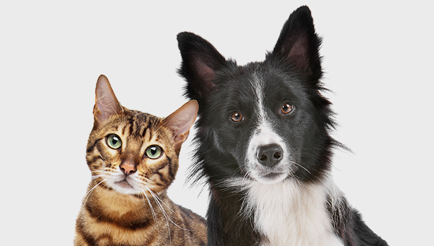 Diferencias entre perros y gatos como mascotas