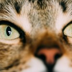 Lo que debes saber sobre los ojos de tu gato