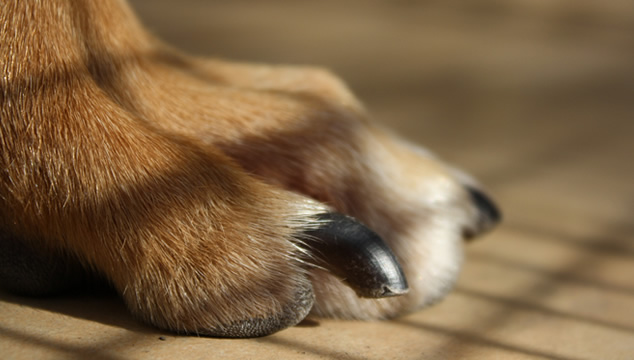 5 útiles tips para cortar las uñas de tu mascota