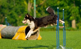 ¿Qué es el dog agility?
