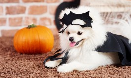 Disfraces de Halloween para perros