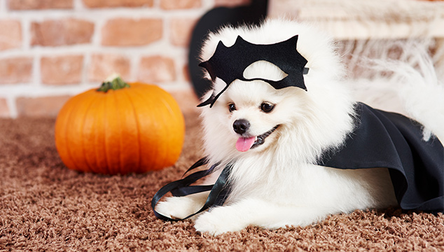 Disfraces de Halloween para perros