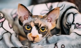 5 tips para cuidar a tu gato en temporada de frío