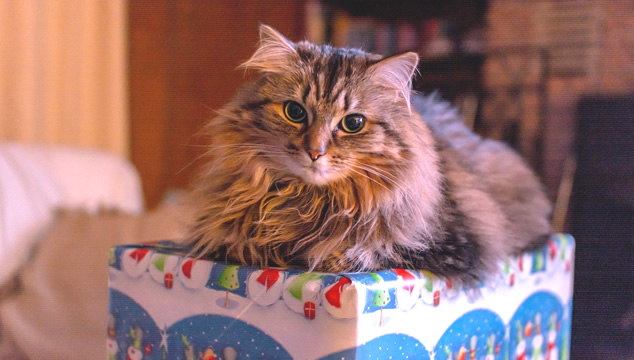 9 regalos para tu gato en esta Navidad
