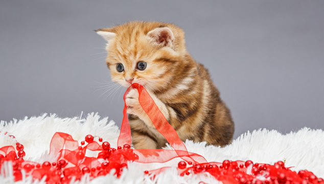4 útiles tips para esta navidad si tienes mascotas 