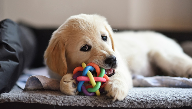 Perro con juguete
