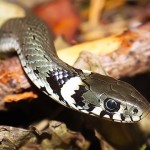 Puntos importantes para tener una serpiente como mascota