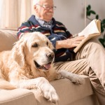 5 razones por las que las mascotas son buenas para los adultos mayores