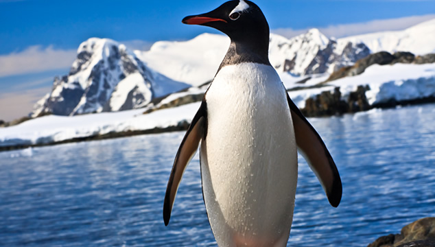 7 cosas que no sabías sobre los pingüinos 