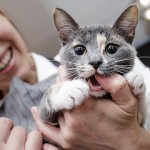 Consejos para el buen comportamiento en gatos