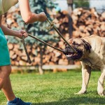 Juegos para entretenernos con nuestros perros en casa