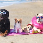 Las 13 razas caninas que sufren más por el calor