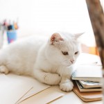 6 datos interesantes sobre los gatos