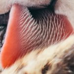 Por qué la lengua de los gatos es rasposa