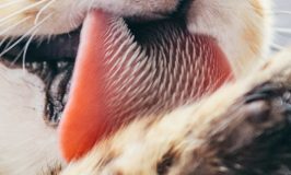 Por qué la lengua de los gatos es rasposa