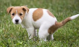 ¿Por qué algunos perros se comen sus heces?