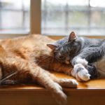 Las 13 enfermedades más comunes en el gato geriátrico