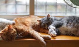 Las 13 enfermedades más comunes en el gato geriátrico