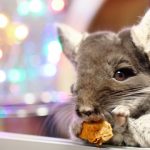 7 datos interesantes sobre las chinchillas