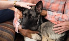 La confianza en perros